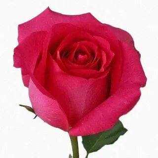 Rose follow