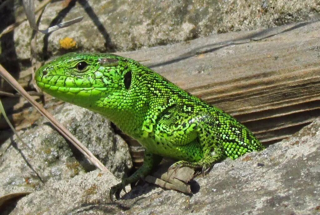 Европейская ящерица. Прыткая ящерица Lacerta Agilis. Ящерица прыткая (Lacerta Agilis Linnaeus). Ящерица прыткая (лат. Lacerta Agilis). Ящерица прыткая горнокрымская.