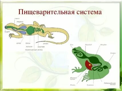 Особенности пищеварения у земноводных