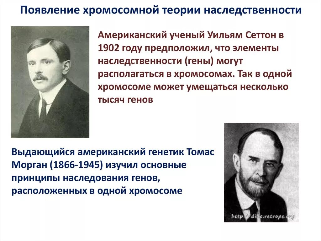 Учение о наследственных. Уильям Сэттон генетика. Хромосомная теория наследственности Бовери и Сеттон. Т. Морган создал хромосомную теорию наследственности в. Морган генетика теория наследственности.