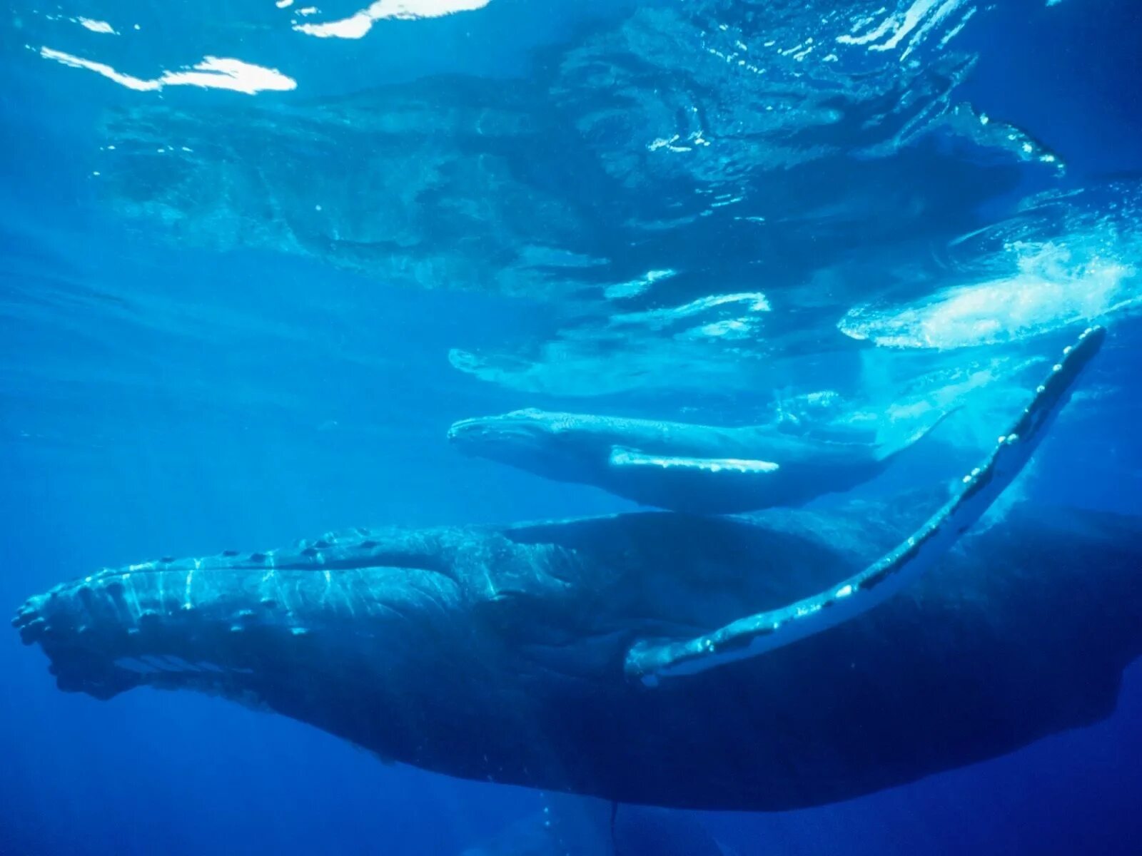 Горбатый кит. Кашалот в Антарктиде. Кит Кашалот. Голубой кит и Кашалот.
