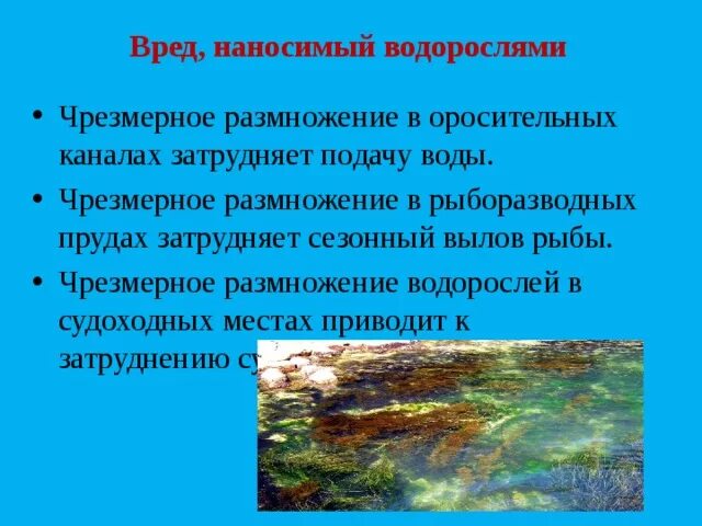 Вредные водоросли. Причиняемый вред водорослей. Польза и вред водорослей. Водоросли вредные или полезные. Польза и вред водорослей таблица.