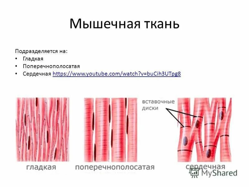 Развитие гладкой мышечной ткани