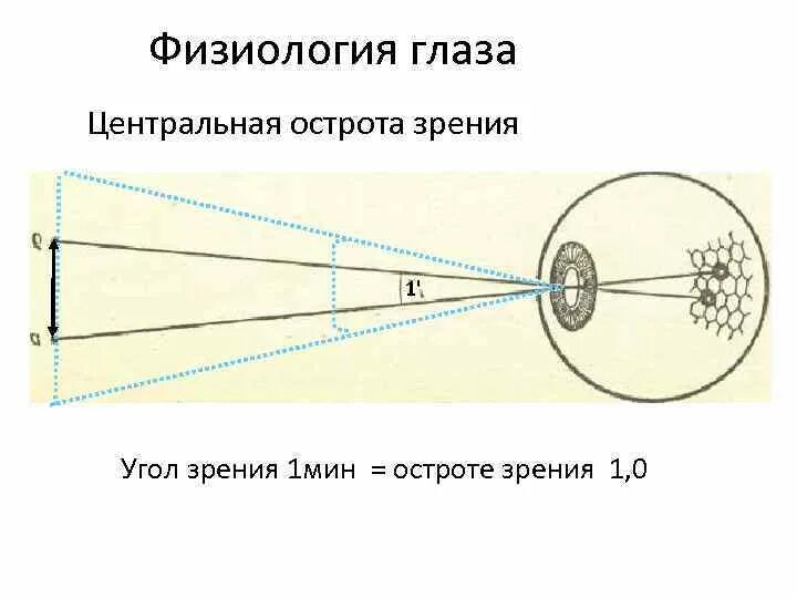 Центральное поле зрения. Зрительная система поле зрения. Угол зрения и острота зрения. Физиология глаза. Центральное зрение физиология.