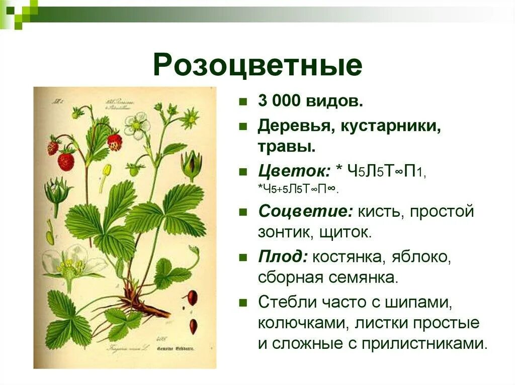 Семейство розовоцветные. Растения семейства Розоцветные. Травы семейства розоцветных. Розоцветные травы представители. Технические виды растений