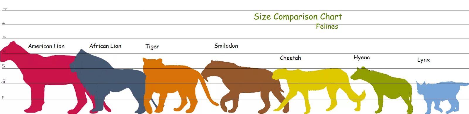 Средний размер кошки. Сравнительные Размеры кошачьих. Кошачьи по размерам. Сравнение длины кошачьих. Размеры кошачьих.