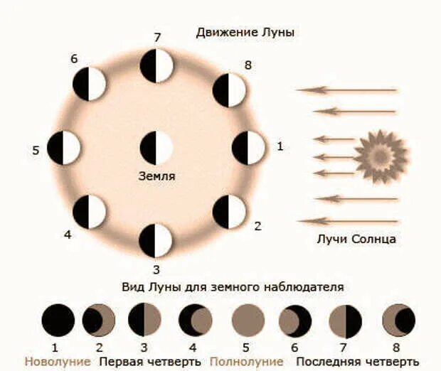 Вид Луны для земного наблюдателя. Влияние фаз Луны на сбор растения. Влияние фаз Луны на рост растений. Влияние Луны на растения с научной точки зрения. Цветок новолуния