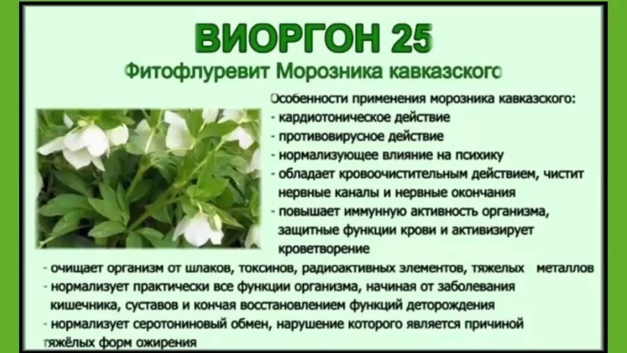Морозник кавказский порошок. Морозник для похудения. Морозник кавказский польза и вред. Кавказский морозник целебные травы. Первоцвет морозник кавказский.