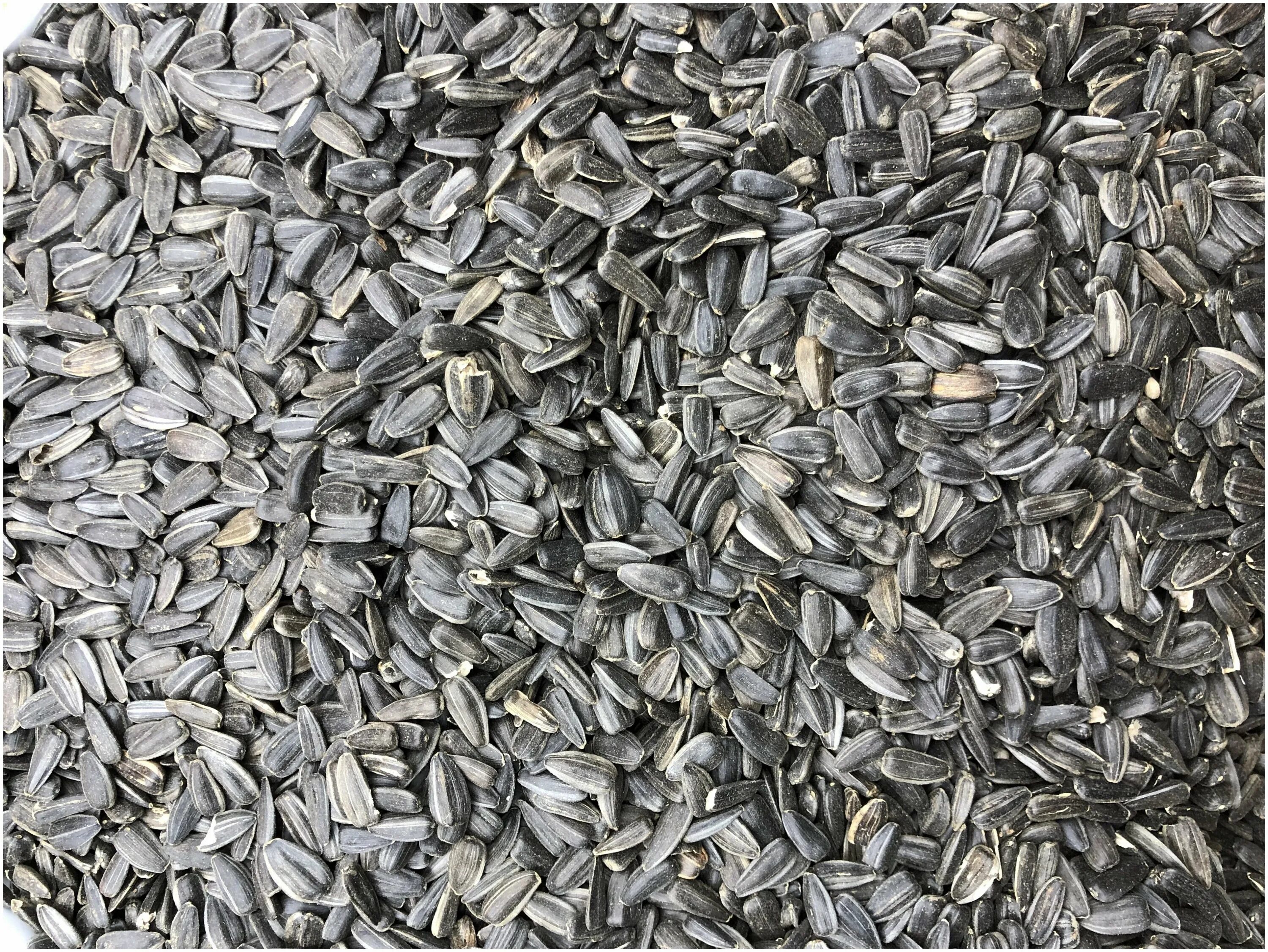 Семечки фуражные. Семечка подсолнечника кормовая. Черные семечки подсолнечника. Семечки подсолнуха для птиц. Семечки подсолнуха для птиц.