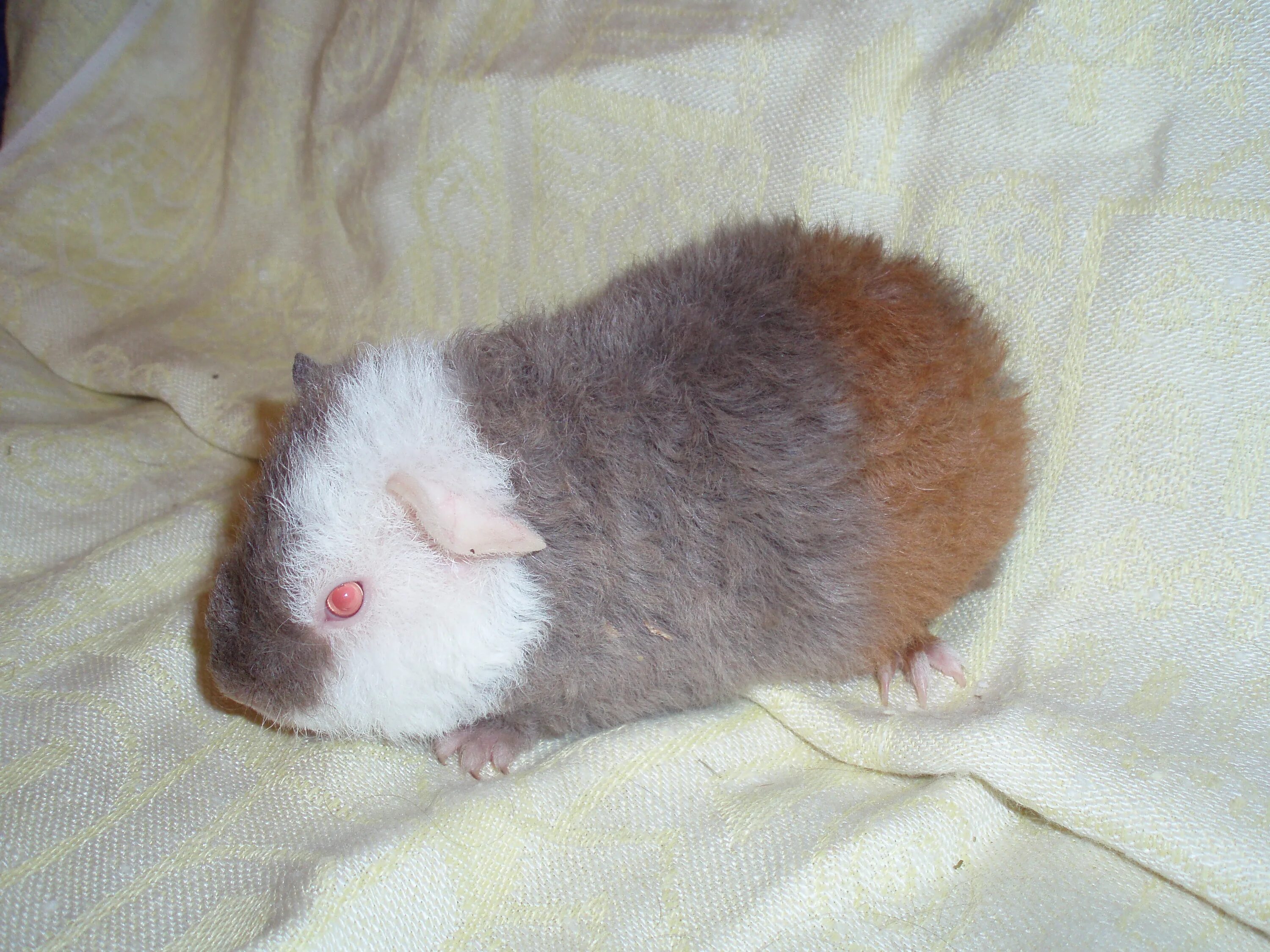 морские свинки тольятти. морские свинки тольятти. морская свинка трехцветная. морская свинка тедди. купить морскую свинку в тольятти.