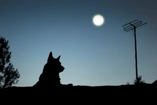 Собака гавкает ночью. Собака Луна. Собака воет ночью. Собака лает на луну. Собака лающая на луну.