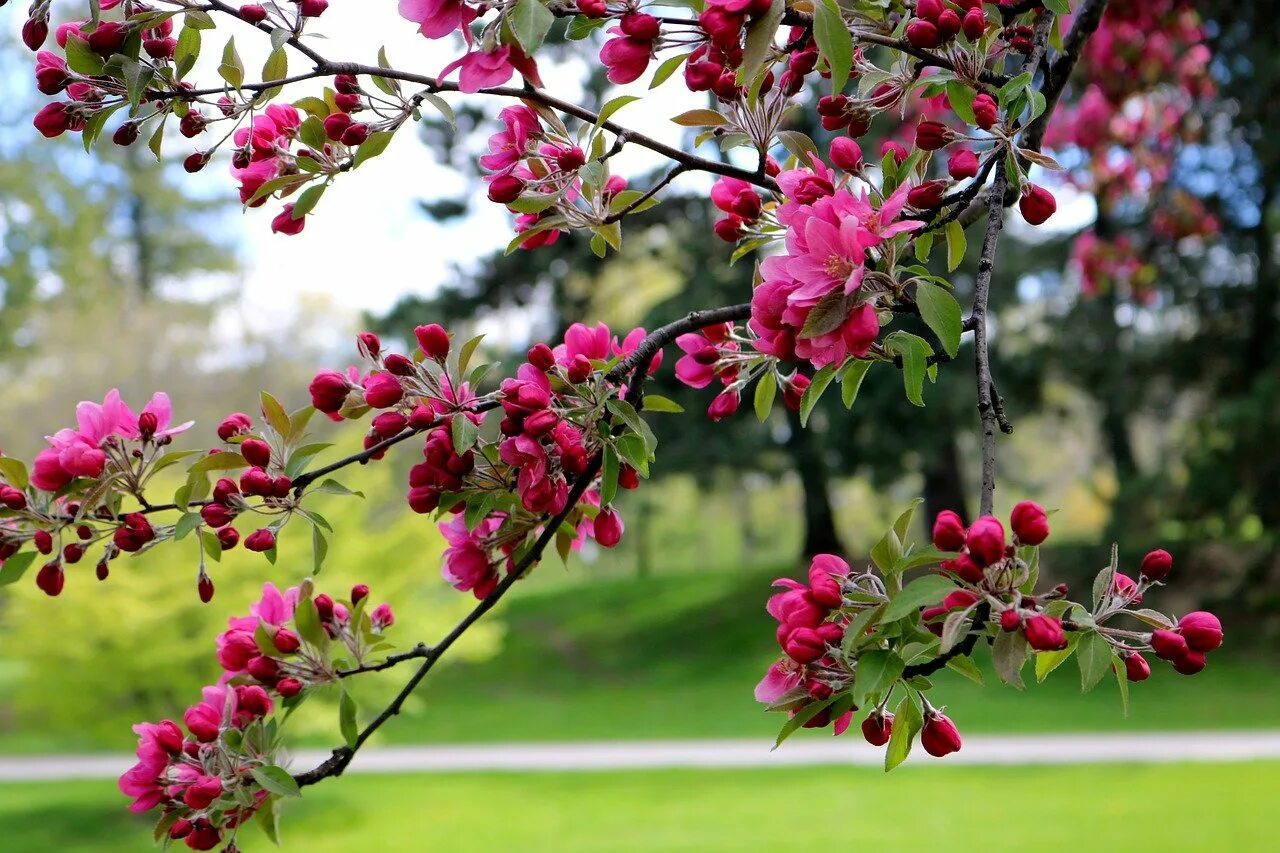 Цвета ли яблони. Декоративная яблоня Malus Pink. Яблоня Malus Ola. Яблоня Malus Profusion. Яблоня Ола - Malus Ola.