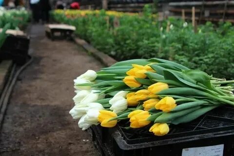 Тюльпаны иркутск