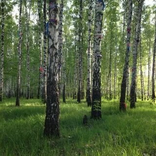 Березовая роща прокопьевск
