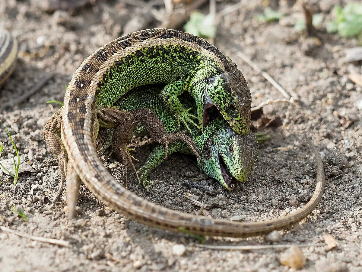 Нашли ящер. Прыткая ящерица Lacerta Agilis. Ящерица прыткая горнокрымская. Ящерица прыткая (лат. Lacerta Agilis). Прыткая ящерица (Lacerta Agilis l.),.