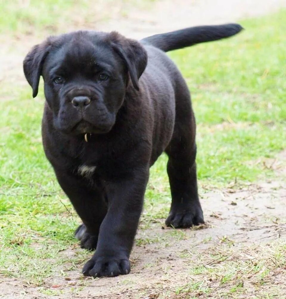 Кане Корсо. Кане Корсо щенок. Cane Corso щенки. Корса неаполитано.