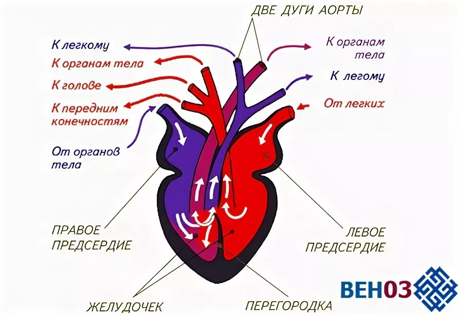 Сердце кашляет