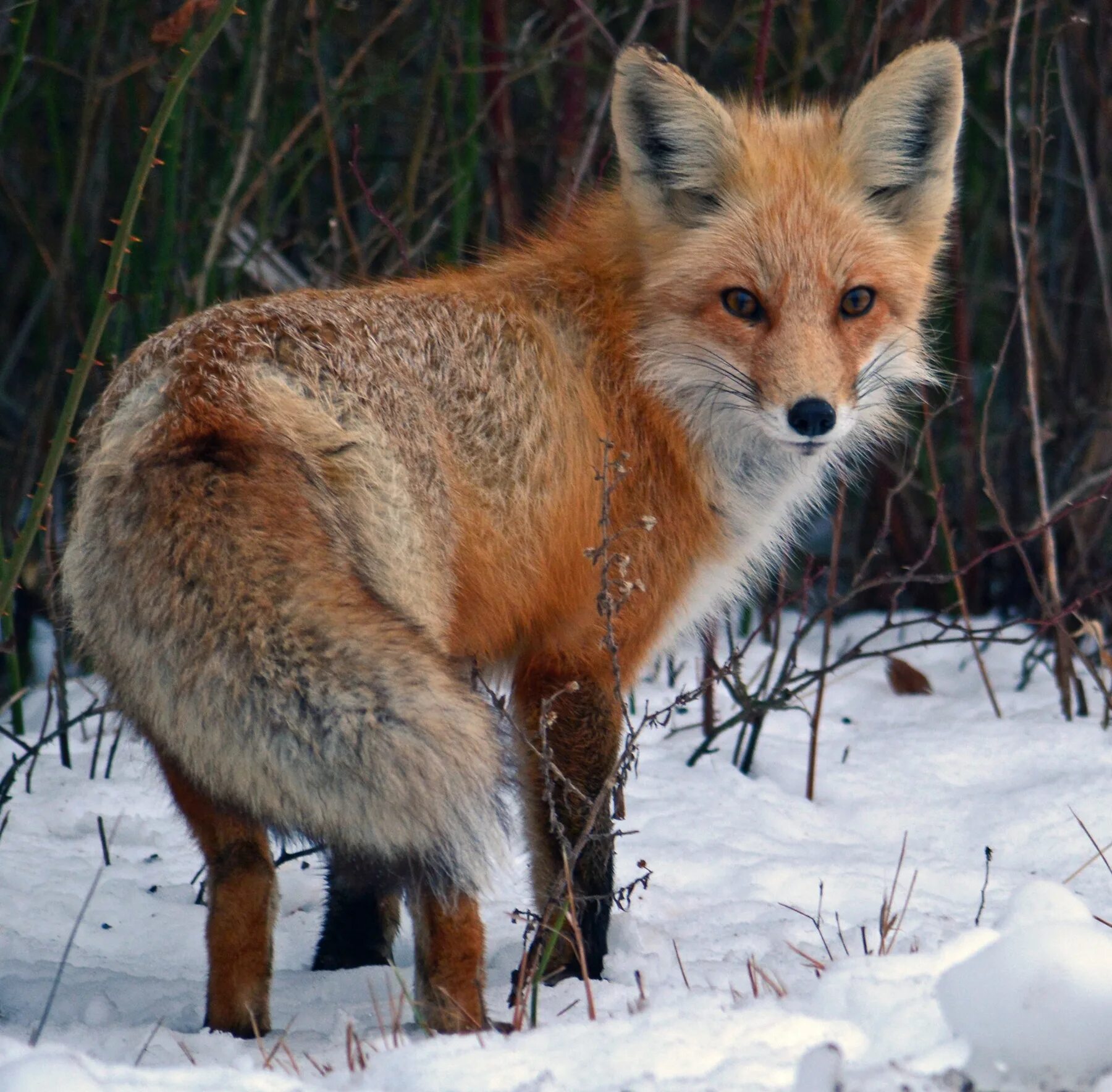 Лисица (Vulpes Vulpes). Лиса обыкновенная. Караганка лисица. Алтайская лиса. Название fox