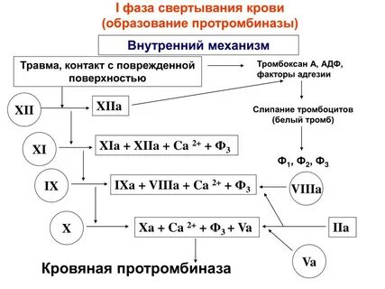 Какие факторы принимают участие в формировании тромба