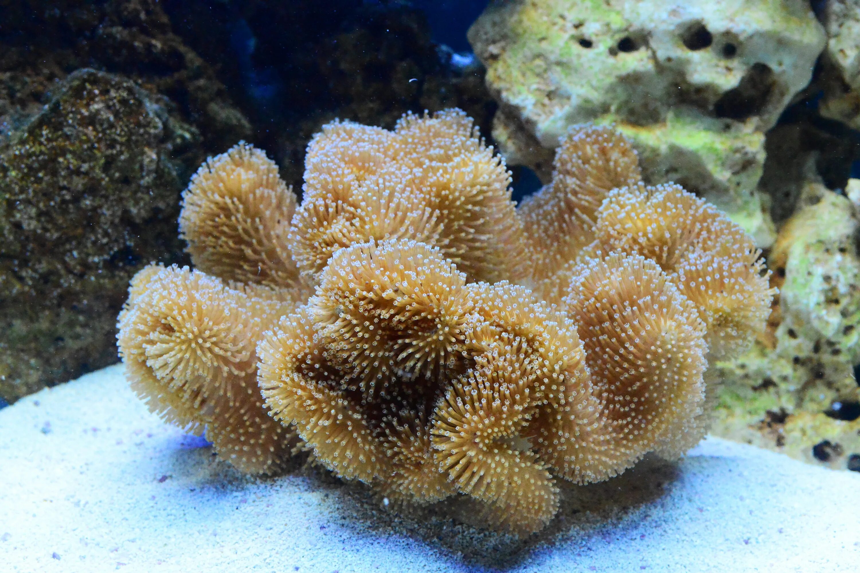 Coral bear. Коралловые полипы актиния. Шестилучевые коралловые полипы. Коралловые полипы фильтраторы. Актиния водоросль.