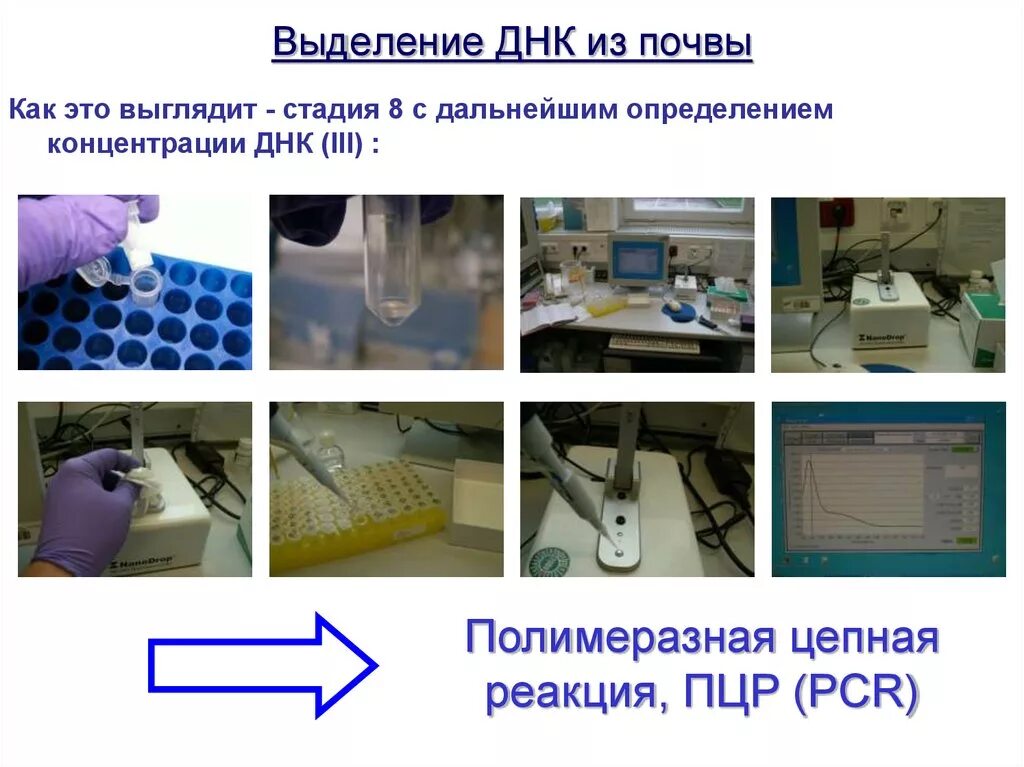 Процесс выделения днк. Метод выделения ДНК. Этапы выделения ДНК. Выделение ДНК из почвы. Выделение ДНК схема.