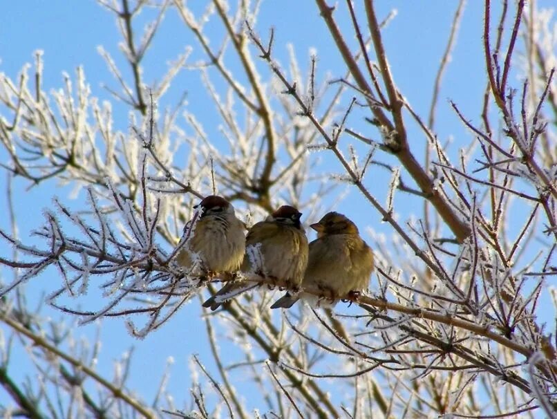 Птицы весной. Птички ранней весной. Cold bird