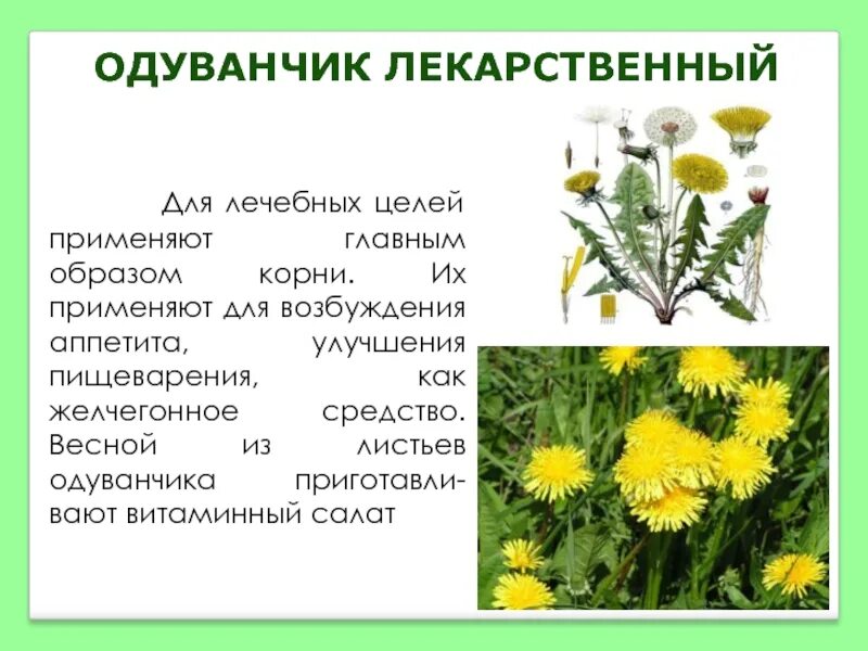 Польза и вред цветков одуванчика для организма. Одуванчик лекарственный аптечный. Одуванчик лекарственное растение. Одуванчик лекарственный корень. Одуванчик лекарственный листья.