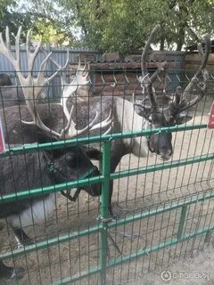 Зоопарк березовая роща новосибирск