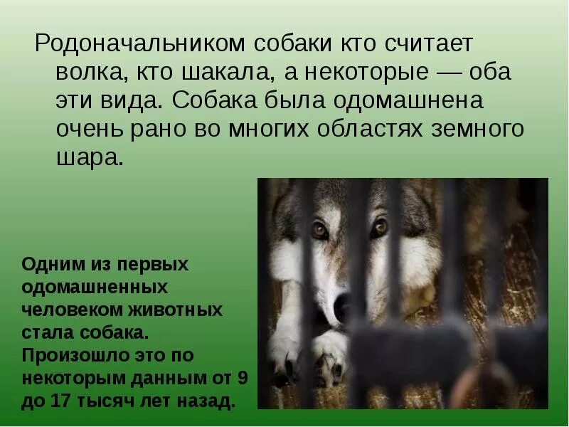Какой зверь был одомашнен 1. Как человек приручил животных. сообщение на тему одомашненные животные собака. как человек приручил собаку. одомашнивание животных.