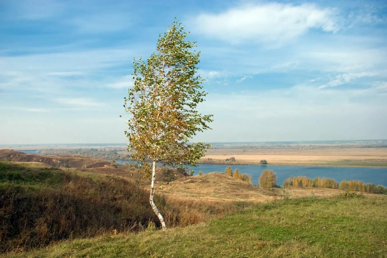 Береза на холме
