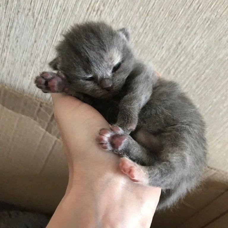 Комочек счастья. Блондинка с младенцем. Комочек счастья котенок. Маленький комочек счастья. Котята милые и пушистые.