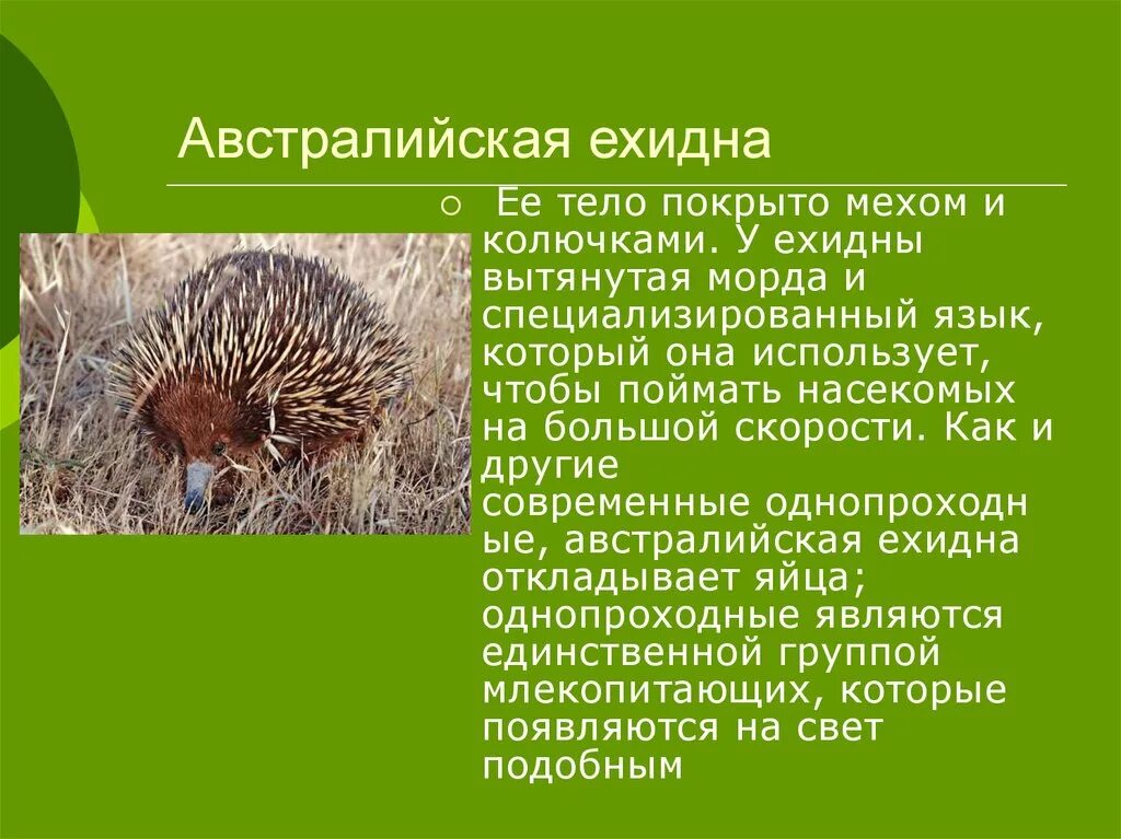 На каком материке живет ехидна. Ехидна характеристика. Ехидна животное описание. Ехидна краткое описание. Австралийская ехидна.