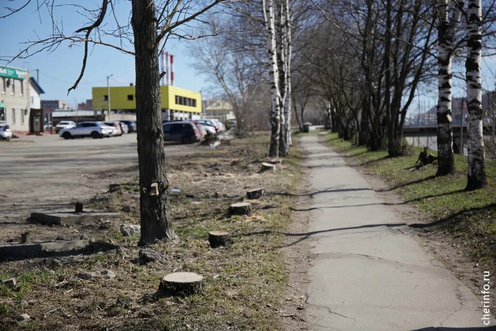 Деревья череповца