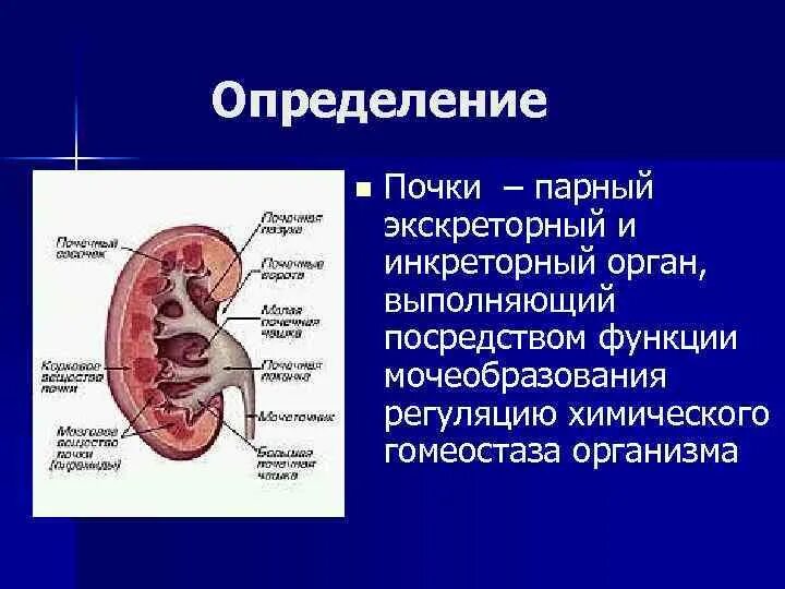 Экскреторное дерево почки. Функции органов почки. Выделительная функция почек. Почки кратко и понятно. Функции почек в организме человека.