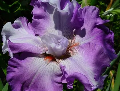Iris full