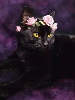 Черные милы