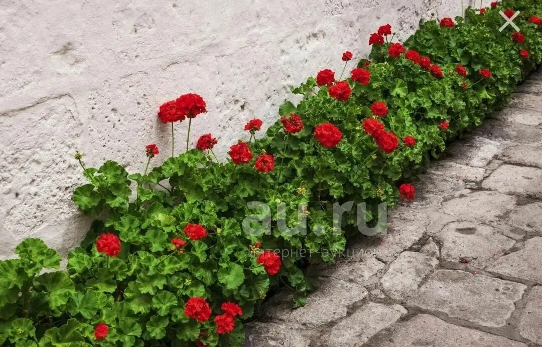 BIG RED GERANIUM from The Drive.. looks great with the white Plants, Geraniums, 