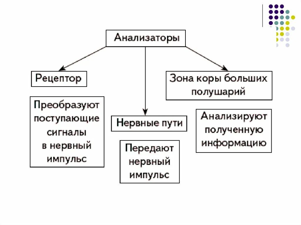 Биология 8 класс нервная система анализаторы. Схема состав анализатора. Схема строения анализатора. Части анализатора схема. Анализаторы схема анатомия.