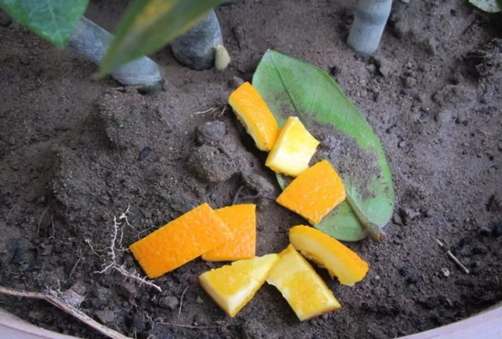 Как использовать кожуру. Корки цитрусовых для огорода. Апельсиновая корка. Корки апельсина в огороде. Апельсиновые корки для комнатных растений.