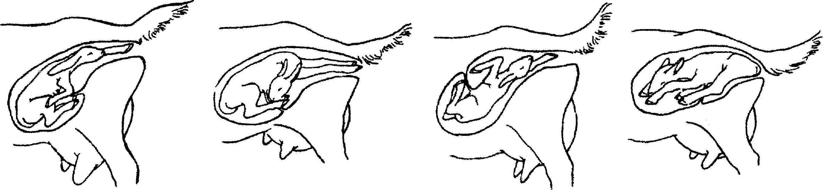 Сколько длятся схватки у кошки. Неправильное предлежание плода у козы. Неправильное предлежание плода у козы в родах. Предлежание плода теленка.