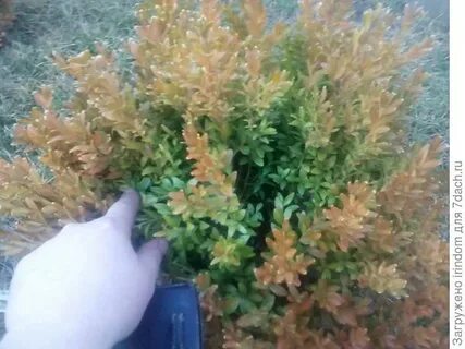 Самшит после зимы пожелтел что надо делать