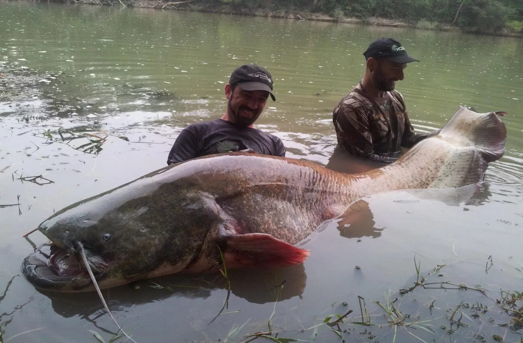 Рыба 5 метров. Меконгский гигантский сом. Самый большой сом.
