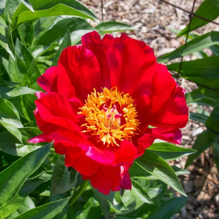 File:Paeonia 'Voskhod' 24.JPG - Wikimedia Commons