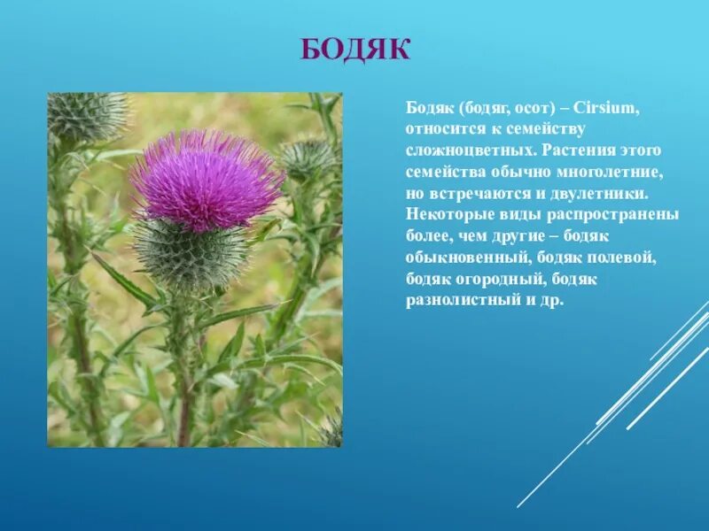 Бодяк полевой (Cirsium arvense). Бодяк (татарник). Осот розовый Бодяк полевой. Бодяк полевой (осот).