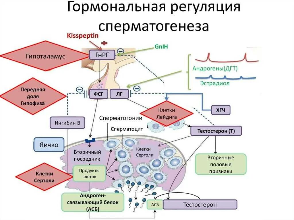 Участвуют в синтезе гормонов. Схема гормональной регуляции сперматогенеза. Регуляция продукции андрогенов и сперматогенеза.. Гормоны регулирующие сперматогенез. Регуляция функции мужских половых гормонов.