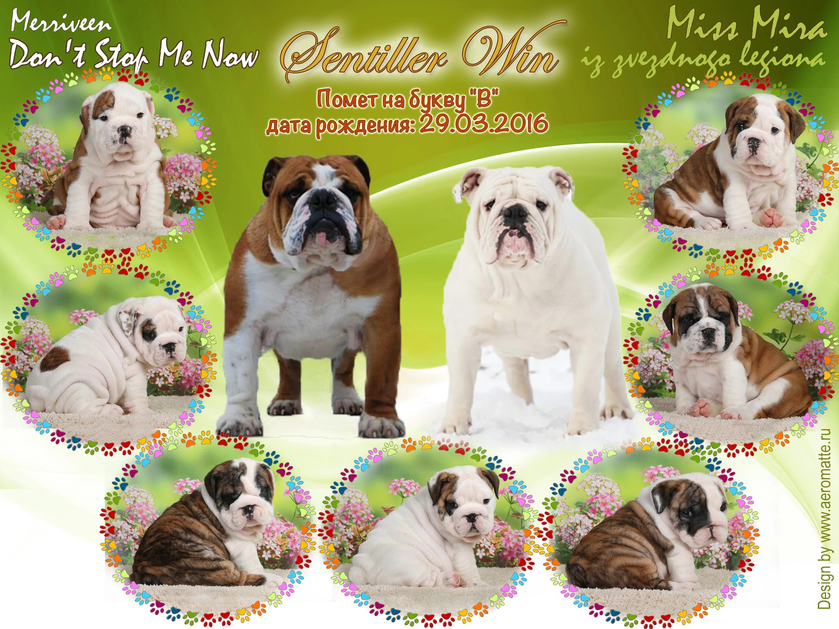 буква помета собак. Black jack французский бульдог чемпион россии ркф. английские питомники собак. элитный питомник собак. питомник собак английский бульдог.