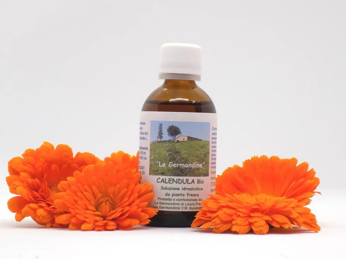 Цветки календулы для чего. Calendula officinalis Flower extract. Calendula officinalis препараты. Ноготки лекарственные (календула) Caléndula officinális l.. Календула Пацифик.