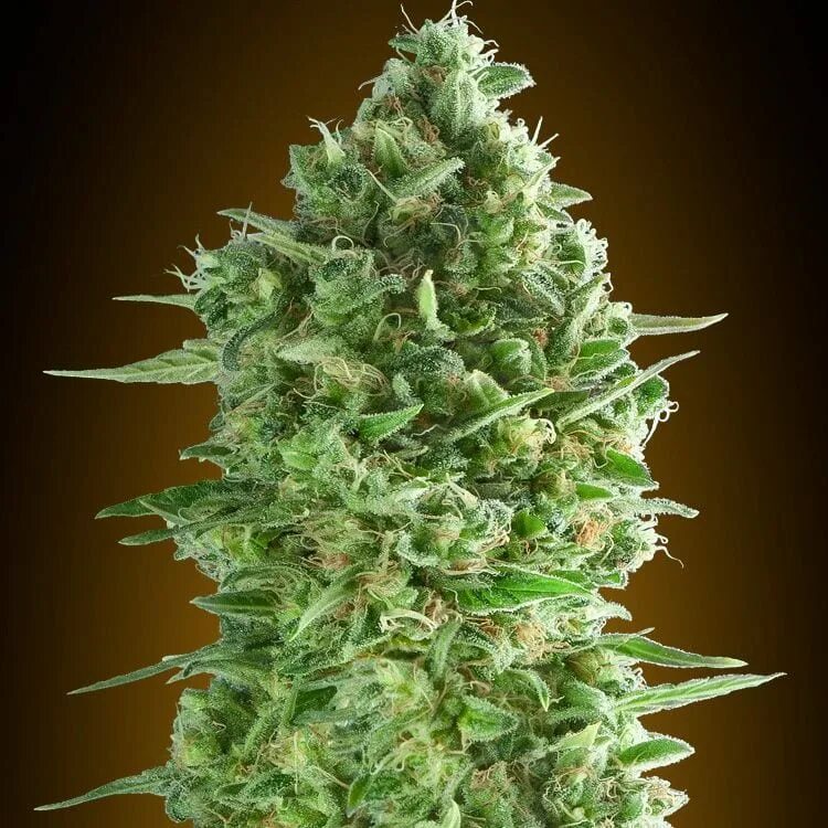 Seed 0
