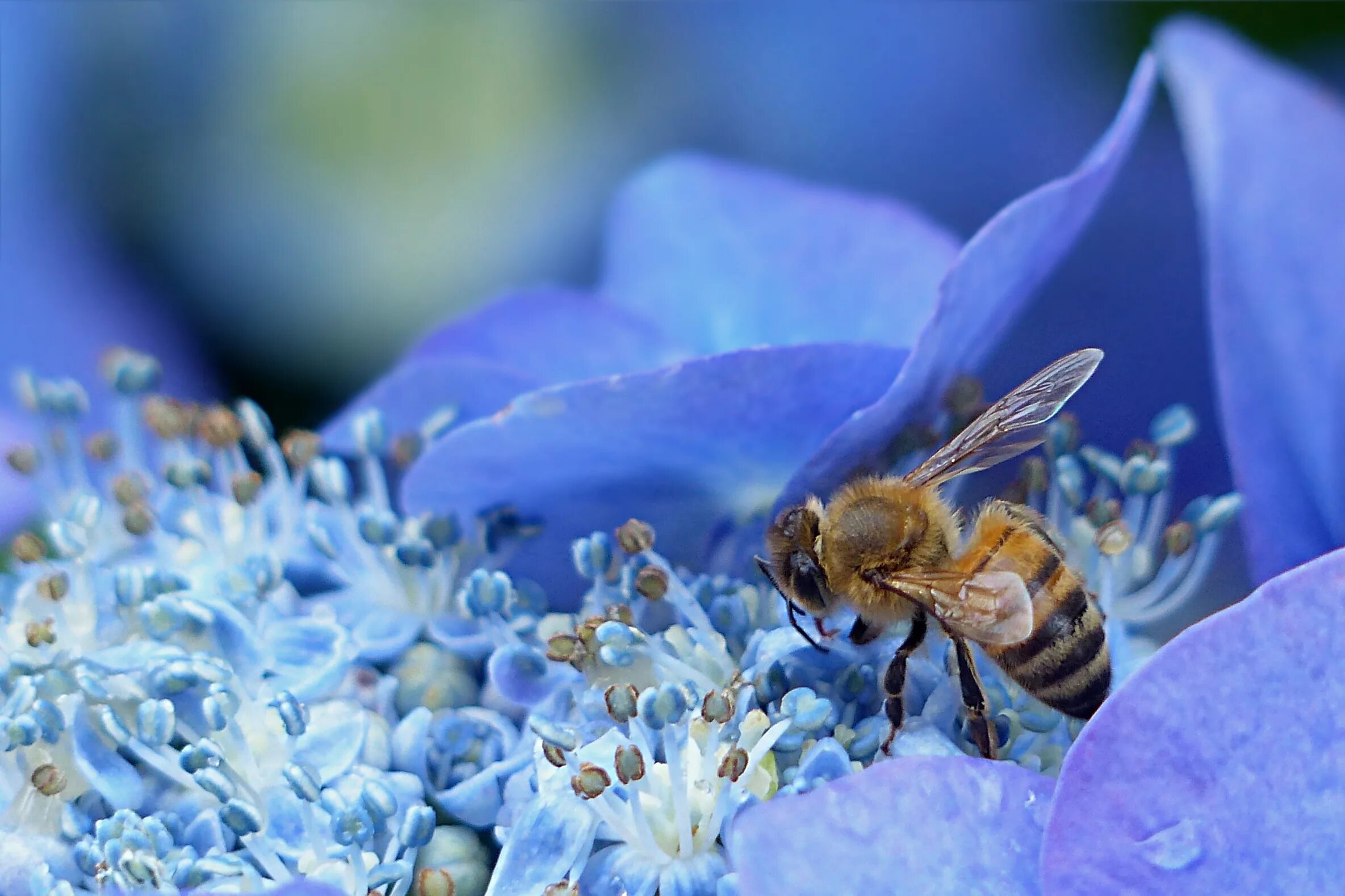 Выделение нектара. Пчела на цветке. Пчела Макросъемка. Пчела на цветке макро. Пчела макро фото.