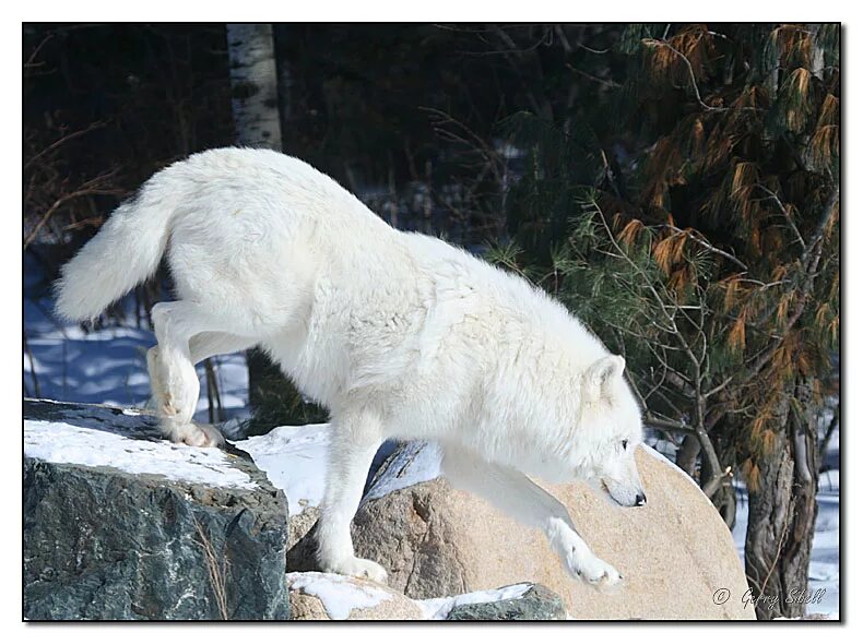 Самой большой волк в мире. Огромный белый волк. Волк больше.